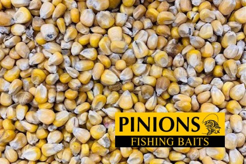 WHOLE MAIZE FISHING BAIT INGREDIENT